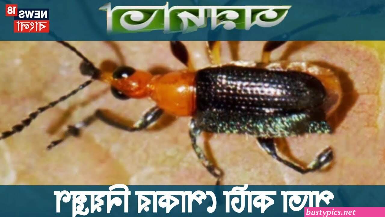 ব গ আস আন ট র প ক