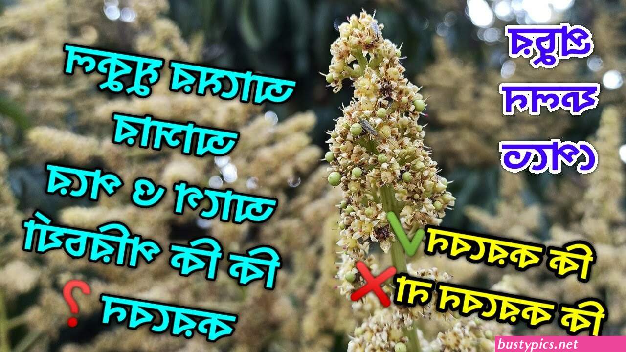 ব গ আস আন ট র প ক