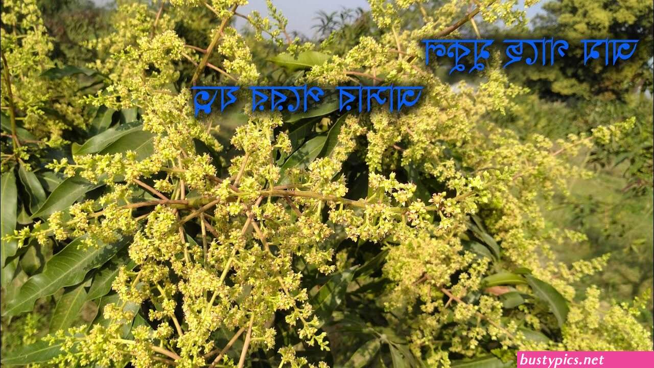 ব গ আস আন ট র প ক