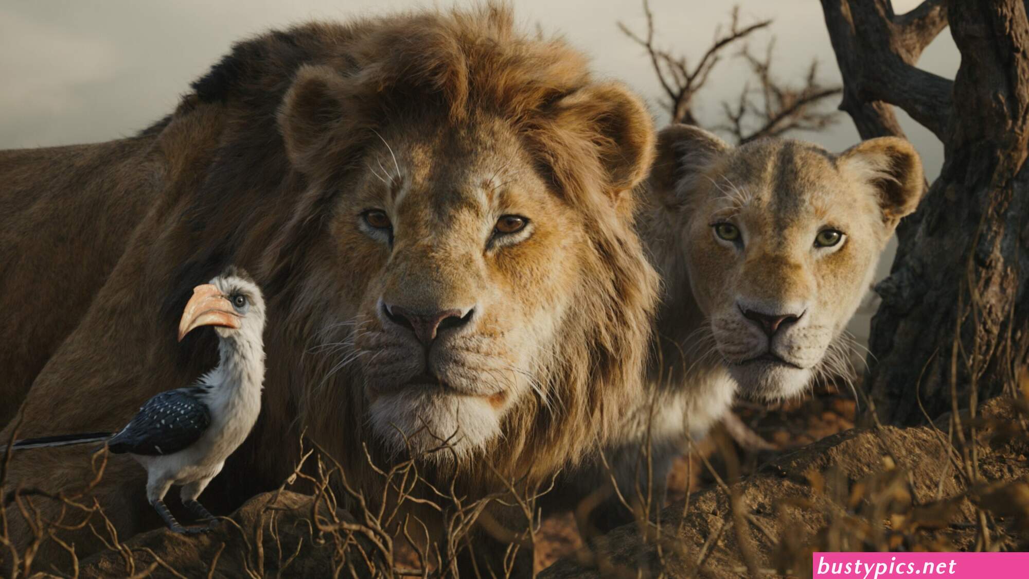 timon fuck nala story