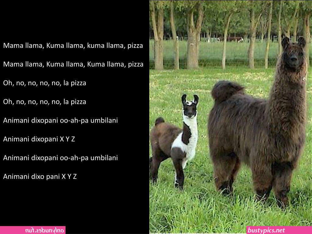 kuma ya jimama la kiarabu