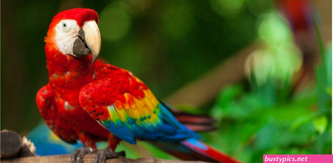 amazon forest naked tits wemen