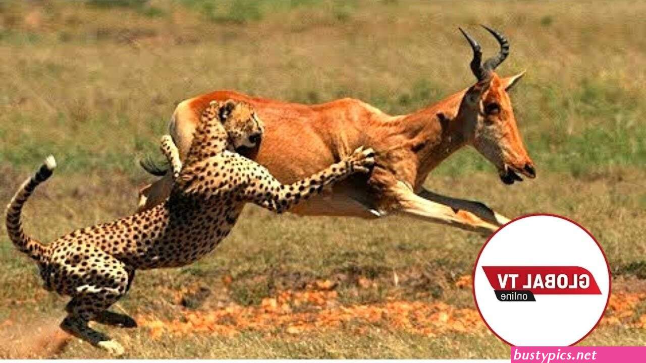 foto za utupu za wanyama
