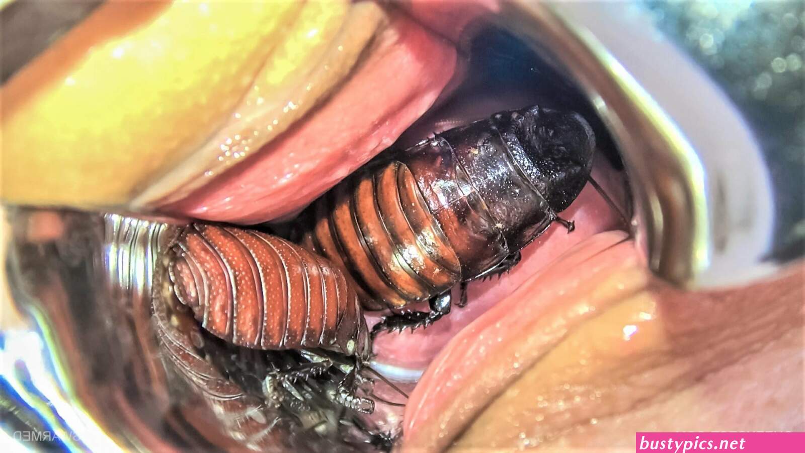 porn insect pussy