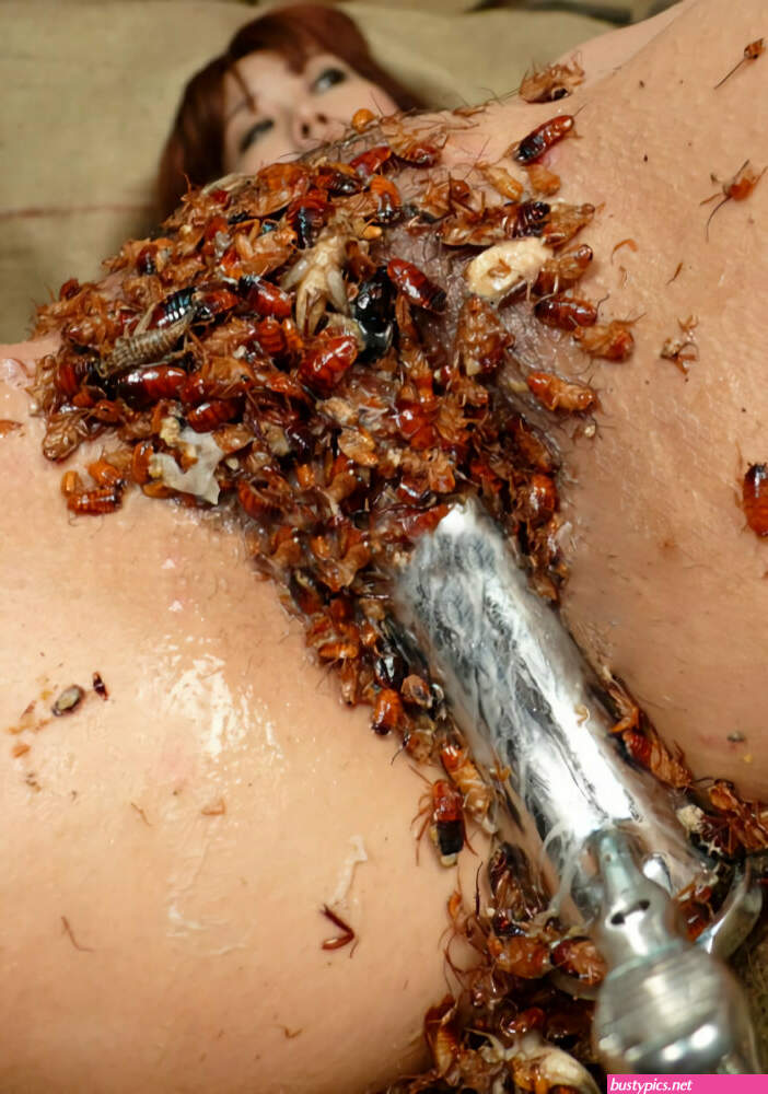porn insect pussy