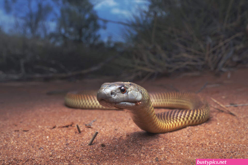 serpent penetre dans le vagin sex vedio
