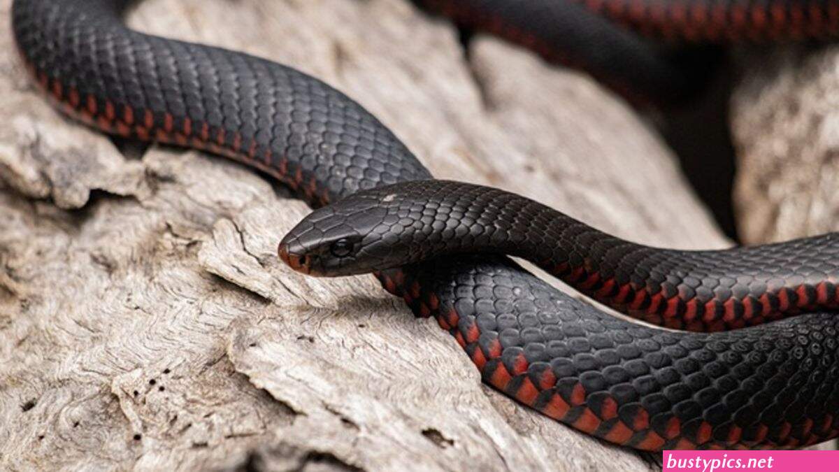 serpent penetre dans le vagin sex vedio