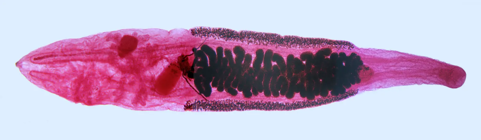 female hermaphrodite sexy